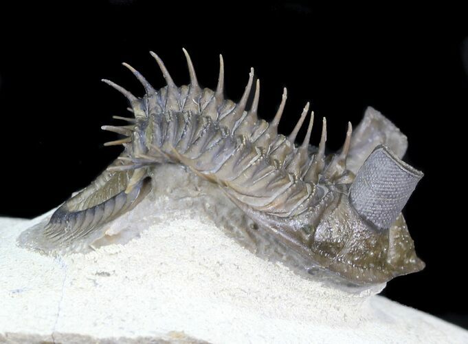 Spiny Tower-Eyed Erbenochile Trilobite - #31096